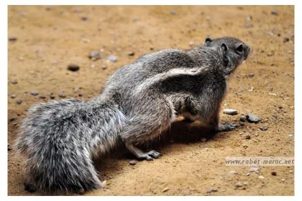 L'écureuil de Barbarie Vit dans les montagnes de l'Atlas, il est aussi appelé "Anzid" en berbère.