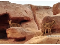 Mouflon à manchettes  Le Mouflon à manchettes habite les montagnes désertiques du Nord de l'Afrique. Espèce menacée.