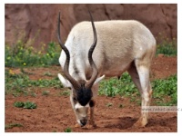 L' Addax  L'Addax - vit dans le désert- statut UICN : espèce en danger critique d'extinction