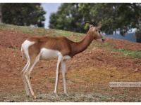 Gazelle Dorcas  La Gazelle Dorcas plus petit bovidé saharien - statut UICN : vulnérable.