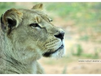 Lionne de l'Atlas  Lion de L'Atlas femelle- Après avoir été envisagée, sa réintroduction dans le milieu naturel du Maroc a été abandonnée.