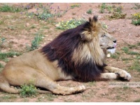 Lion de l'Atals mâle  Lion de l'Atals mâle. Il se reproduit bien en captivité- Actuellement 27 lions vivent au zoo de Rabat.