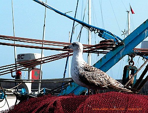 el jadida mouette
