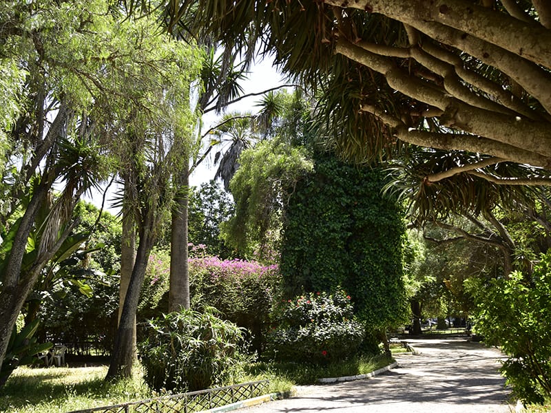 triangle de vue arbresexotiques