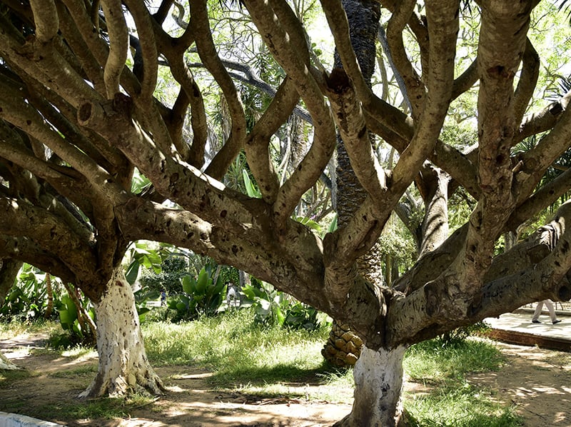 triangle de vue arbresexotiques