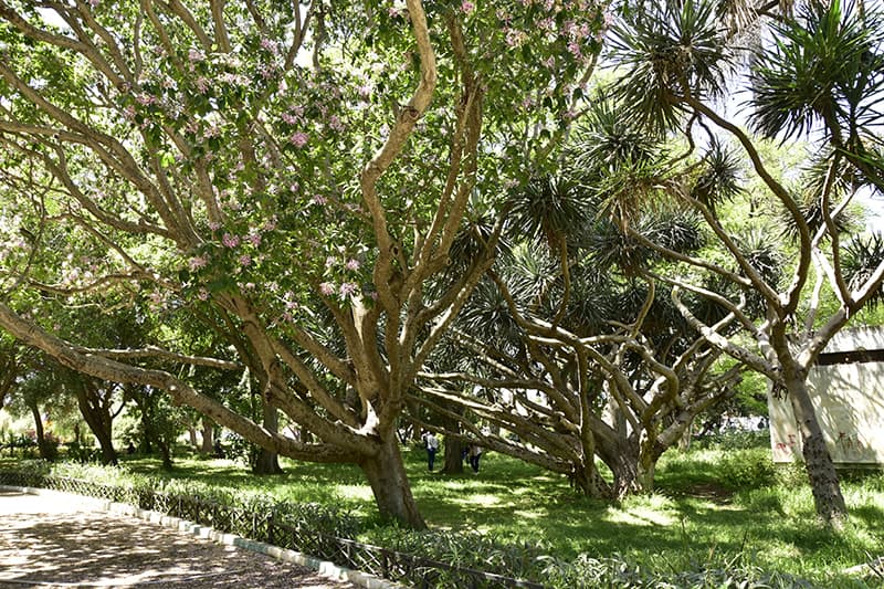 triangle de vue arbresexotique